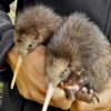 Kiwi chicks have been born in the wilds around Wellington for the first time in more than a century