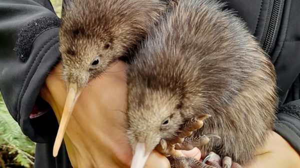 Kiwi chicks have been born in the wilds around Wellington for the first time in more than a century