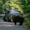 A bear eats a sandwich thrown by a passing driver, who films the animal with his mobile phone