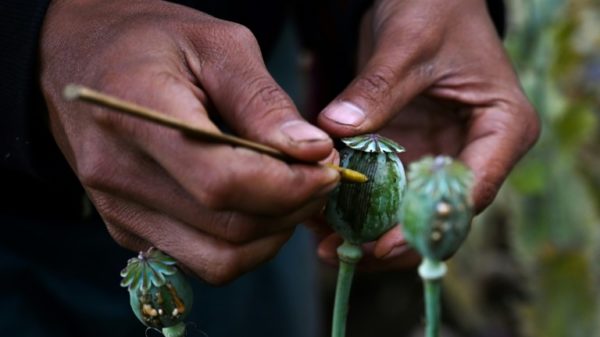 Myanmar produced an estimated 1,080 metric tonnes of opium -- essential for producing heroin -- this year